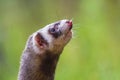 Mustela putorius furo - A ferret in the forest has an open mouth and a protruding tongue Royalty Free Stock Photo