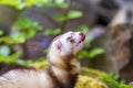 Mustela putorius furo - A ferret in the forest has an open mouth and a protruding tongue Royalty Free Stock Photo