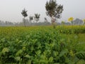 Mustered plant in winter