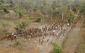 Mustering Braham cattle.