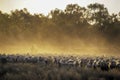 Mustering sheep in outback.