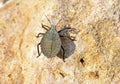 Mustha spinulosa , a kind of shield bug or stink bug on rock , Hemiptera insect Royalty Free Stock Photo