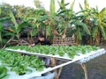 Mustrad vegetable plants are developed hidroponic methods can make plants natural without the use many chemicals