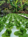 Mustrad vegetable plants are developed hidroponic methods can make plants natural without the use many chemicals