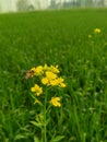 Amazing Musturd flower with bee Royalty Free Stock Photo