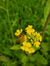 Musturd flower with bee Royalty Free Stock Photo