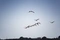 Birdwatching Sardegna