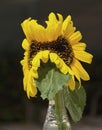 Mutant Double Yellow Sunflower Still Life Royalty Free Stock Photo
