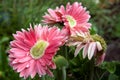 Mutant Gerber Daisies Royalty Free Stock Photo