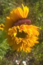 Mutant Sunflowers Royalty Free Stock Photo