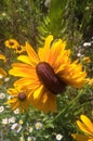 Mutant Sunflowers Royalty Free Stock Photo