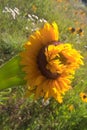 Mutant Sunflowers Royalty Free Stock Photo