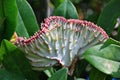 The mutate succulent growing on a cactus