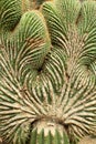 Mutated crest growing on the trunk of a cactus