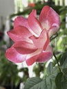 The mutation of double delight rose from hot weather,white mixed pink color around edge petal Royalty Free Stock Photo