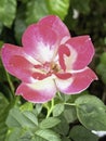 The mutation of double delight rose from hot weather,white mixed pink color around edge petal Royalty Free Stock Photo