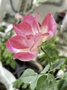 The mutation of double delight rose from hot weather,white mixed pink color around edge petal Royalty Free Stock Photo