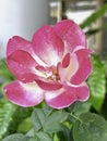 The mutation of double delight rose from hot weather,white mixed pink color around edge petal Royalty Free Stock Photo