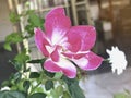 The mutation of double delight rose from hot weather,white mixed pink color around edge petal Royalty Free Stock Photo