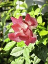 The mutation of double delight rose from hot weather,white mixed pink color around edge petal Royalty Free Stock Photo