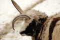 Mutation. Four-horned sheep.