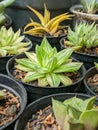 Mutation of Haworthia cymbiformis Variegated Royalty Free Stock Photo