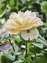 Mutation of Juliet rose plant from temperature in asia.color and shape change from original.cup shape