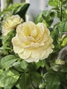 Mutation of Juliet rose plant from temperature in asia.color and shape change from original.cup shape
