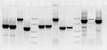 Mutation screening