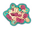 Mutations In Genes Causing Cancer By Accelerating Cell Division