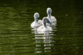 Mute cygnet swans with grey down feathers