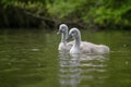 Mute cygnet swans with grey down feathers