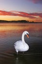 Mute Swan