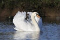 Mute Swan Royalty Free Stock Photo