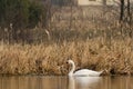 Mute Swan Royalty Free Stock Photo