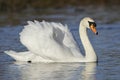 Mute Swan Royalty Free Stock Photo