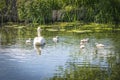 Mute Swan adult and five cute fluffy baby cygnets