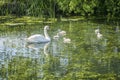Mute Swan adult and five cute fluffy baby cygnets Royalty Free Stock Photo
