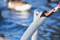 Mute swan taking bread Royalty Free Stock Photo