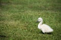 Mute Swan baby Royalty Free Stock Photo