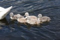 Mute swan baby Royalty Free Stock Photo