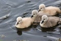 Mute swan baby