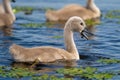 Mute Swan baby in Danube Delta Royalty Free Stock Photo