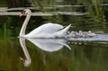 Mute swan baby Royalty Free Stock Photo