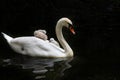 Mute swan baby Royalty Free Stock Photo