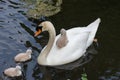 Mute swan baby