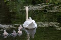 Mute swan baby Royalty Free Stock Photo