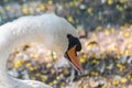 Mute Swan Beak Closeup