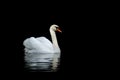 Mute Swan