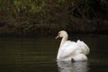 Mute Swan